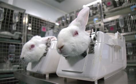 Are animals killed after animal testing?